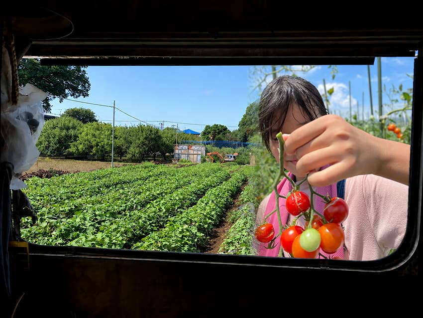 ミニトマトを収穫する子ども