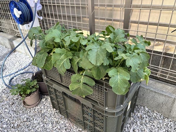 コンテナ畑